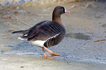 Lesser White-fronted Goose, Anser erythropus, walking on shore