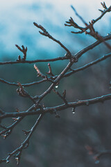 branches on a rainy day