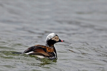 Male Long-tailed Duck, Clangula hyemalis, in late winter