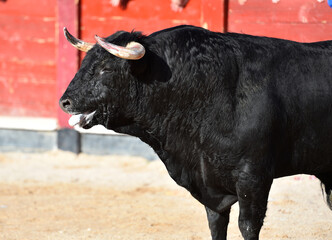 spanish black bull with big horns on the traditional spectacle of  bullfight