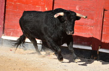 spanish black bull with big horns running on the show of bullfight in spain
