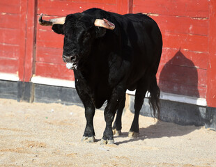 toro bravo español con grandes cuernos corriendo en una plaza de toros durante un espectaculo...