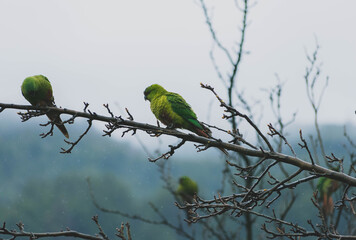 green bird on a branch