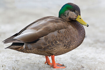 Mallard, Anas platyrhynchos, and American Black Duck, Anas rubripes hybrid