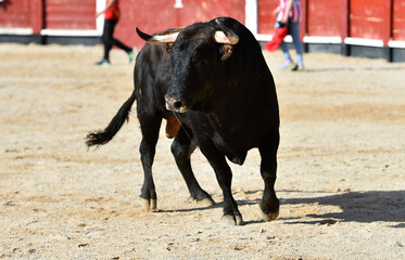 spanish black bull with big horns running on the show of bullfight in spain