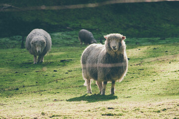 sheep in the field
