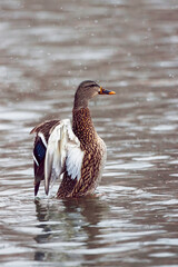 Female Mallard, Anas platyrhynchos, with wingstand in winter