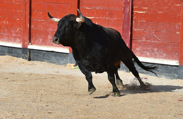 spanish black bull with big horns on the traditional spectacle of  bullfight