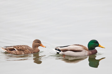 Pair of Mallard, Anas platyrhynchos, swimming in calm water