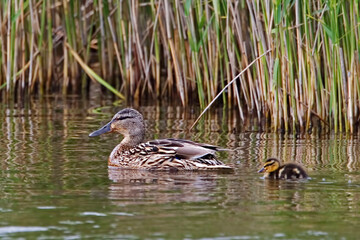 Female Mallard, Anas platyrhynchos, with a chick