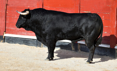 spanish black bull with big horns on the traditional spectacle of  bullfight