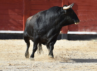 spanish black bull with big horns running on the show of bullfight in spain