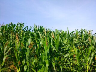 photo of unripe chocolate fruit on a tree
