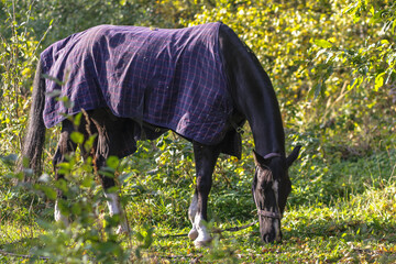 the horse is grazing