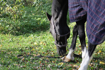 the horse is grazing