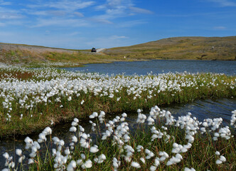 White Wildflowers In The Beautiful And Barren Landscape Of Mageroya Island Close To The North Cape On A Sunny Summer Day With A Clear Blue Sky And A Few Clouds