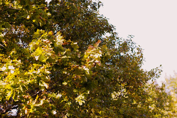 yellow foliage of autumn maple on blue sky background