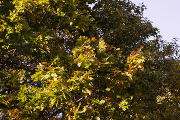 yellow foliage of autumn maple on blue sky background