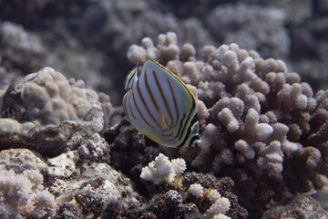 Naklejka na ściany i meble Ornate Butterflyfish on Coral Reef