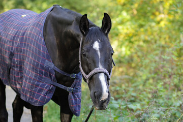 portrait of a dark Bay horse in a halter and blanket on the background of autumn nature