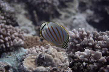 Obraz na płótnie Canvas Ornate Butterflyfish on Coral Reef