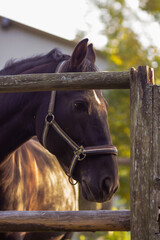 head brown horse in a halter