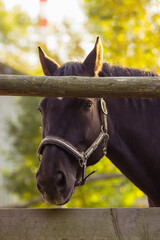 head brown horse in a halter