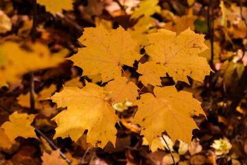 Golden maple leaves
