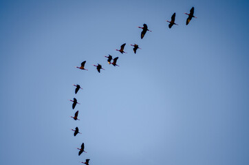 birds in flight