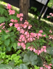 pink and white flowers