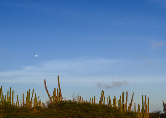 Cactus  and the moon at the beach