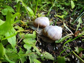 snail on a leaf