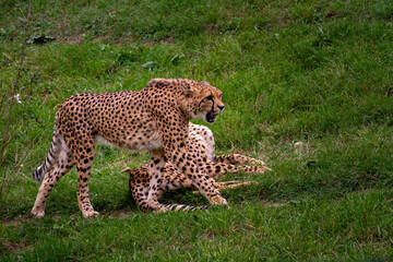 wild adult and fast cheetah on a walk on the green grass in nature in the park during the day