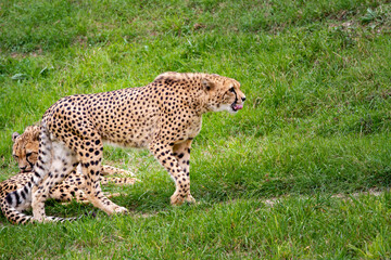 wild adult and fast cheetah on a walk on the green grass in nature in the park during the day