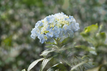 FLOR HORTENCIA