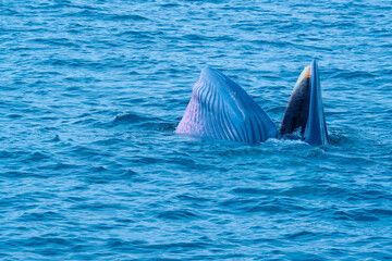Fototapeta premium Blueda Whale is opening mouth and try to eat lot of small fish swim around surface of sea water with different view.