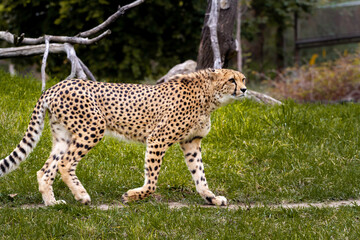 wild adult and fast cheetah on a walk on the green grass in nature in the park during the day