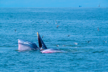 Blueda Whale is opening mouth and try to eat lot of small fish swim around surface of sea water...