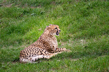 wild adult and fast cheetah on a walk on the green grass in nature in the park during the day
