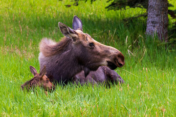 Baby moose calf laying next to mother in a grass meadow in Alaska.  The newborn, less than an hour old, is still wet. 