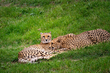 wild adult and fast cheetah on a walk on the green grass in nature in the park during the day