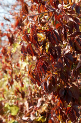 Obraz premium red wild grape leaves close up in autumn