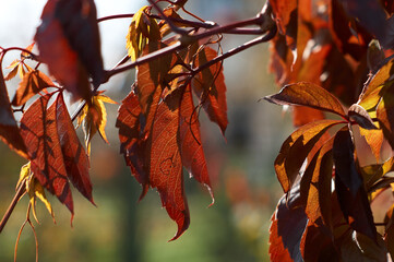 red wild grape leaves close up in autumn