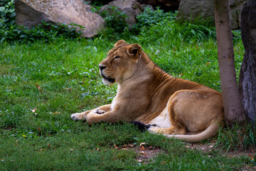 wild adult female gorilla in park 