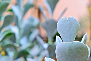Heart shaped silvery succulent leaf.