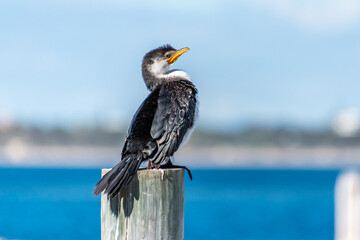 Little Pied Cormorant at Rockingham WA
