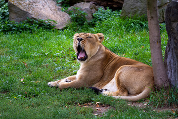 
The wild adult lioness lies in the grass and opens her mouth. wild beast outdoors in the park