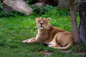 
wild lioness on the green grass in the park in nature