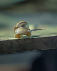 Caracol en fotografia macro sobre una tabla