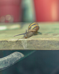 Caracol en fotografia macro sobre una tabla